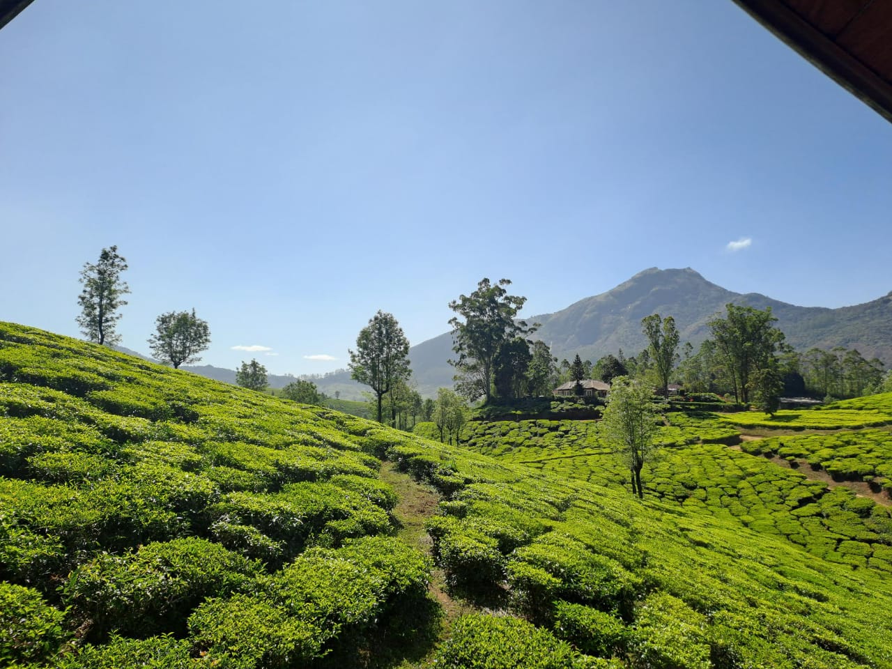 Close tea garden view under chalet eaves